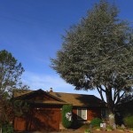 The A Residence in Santa Rosa. Beautiful Blue Atlas Cedar in front.