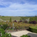 Domaine Carneros Winery - endless vineyard-covered hills. N view.