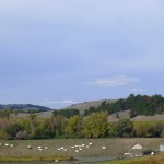 Domaine Carneros Winery - endless vineyard-covered hills. NW view.