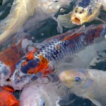 Koi pond at the Robert Sinskey Vineyards.