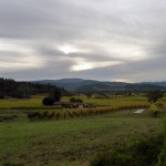 Robert Sinskey Vineyards - view to the NW.